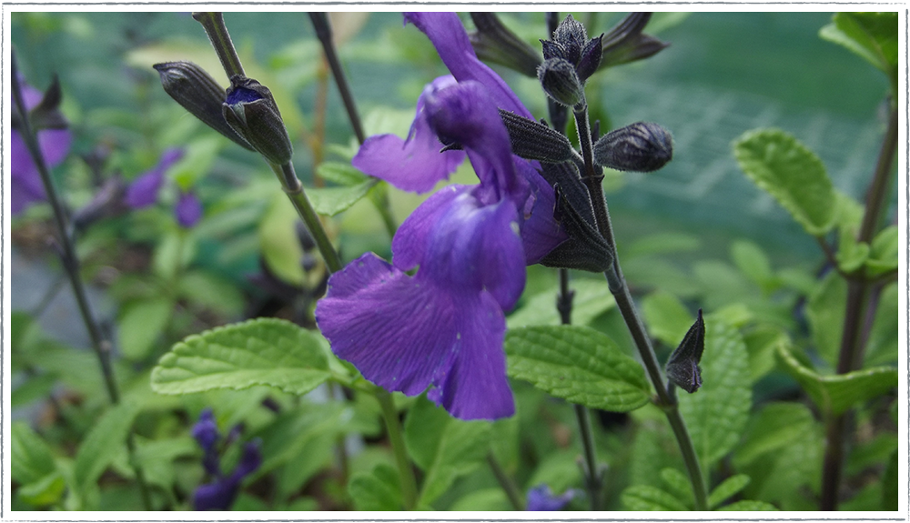 Buy Salvia So Cool Purple From £380 L Herbalhaven