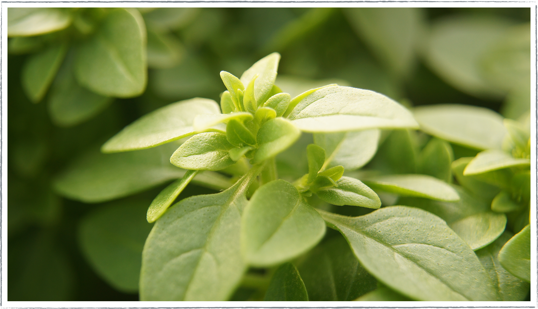 Buy Greek Basil Plants Online from 2.80 HerbalHaven