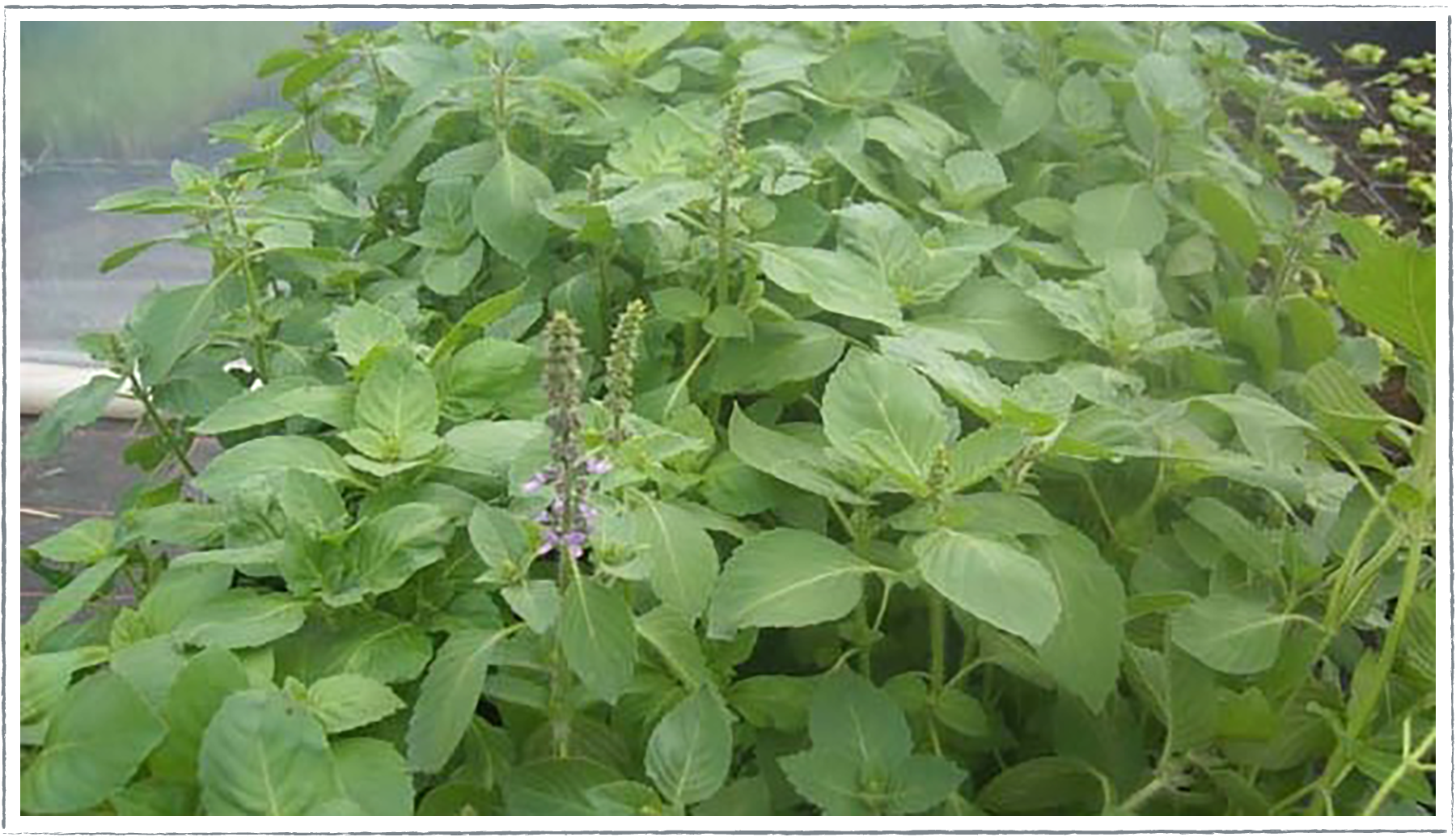 Buy Holy Basil Plants Online from 2.80 HerbalHaven