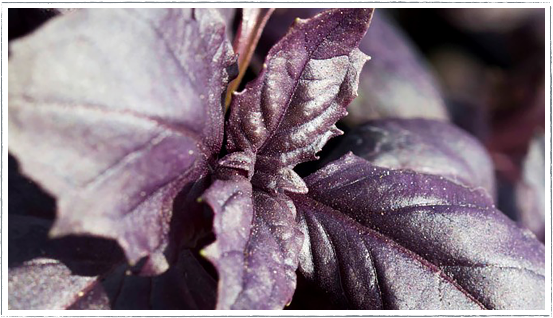 Basil purple