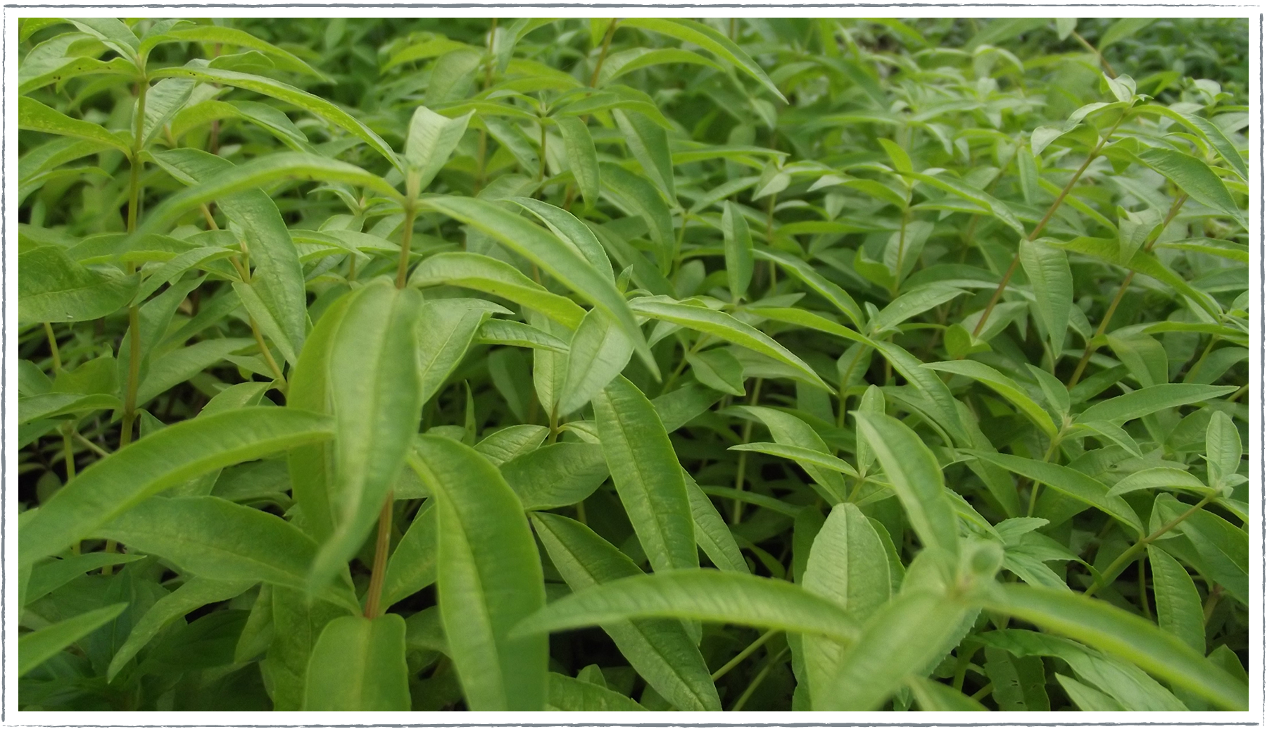 Lemon Verbena | Two Live Herb Plants | Non GMO, Bright, Lemony Herb, Great Grower