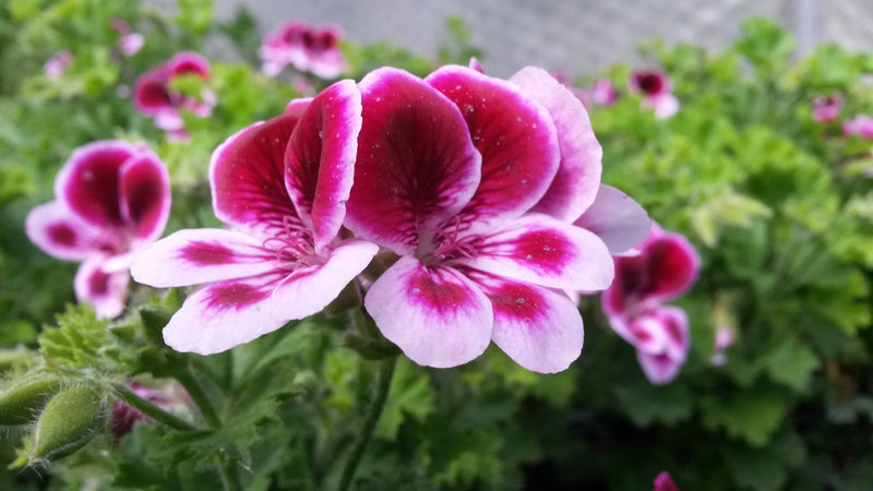 two tone pink pelargonium