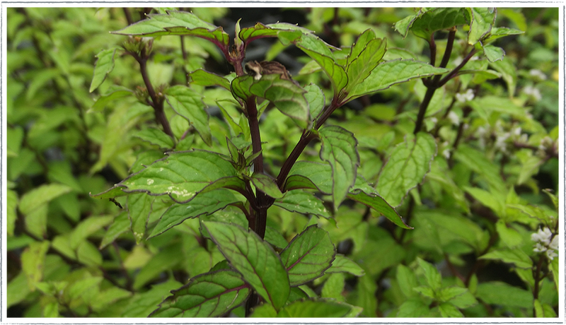 Mint - Thai