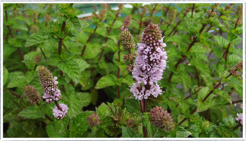 Mint-blackcurrant