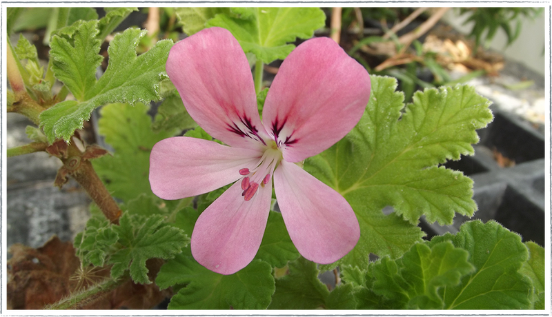 Pelargonium scented geranium 'Sweet Mimosa'