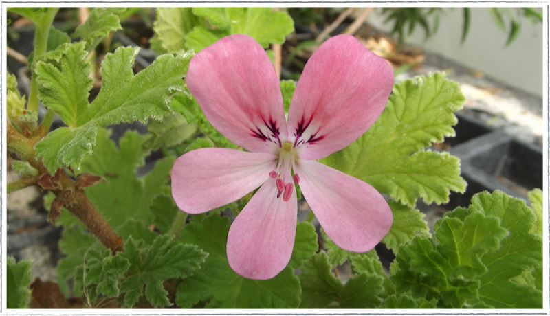 Pelargonium scented geranium 'Sweet Mimosa'