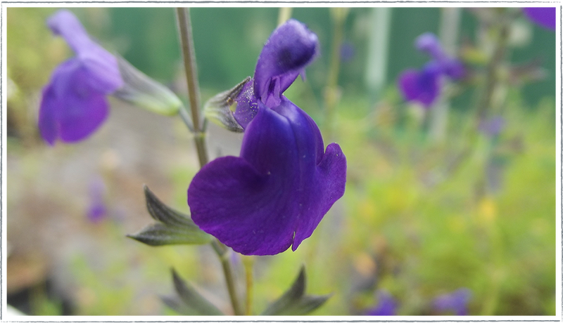 Salvia Blue Monrovia