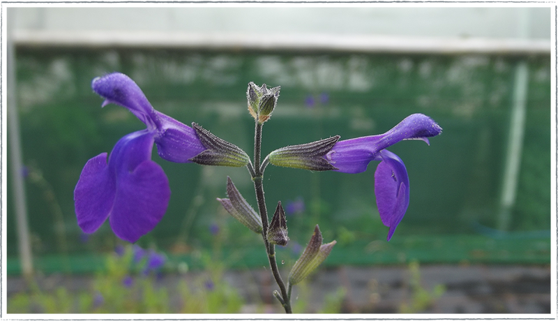 Salvia Blue Monrovia