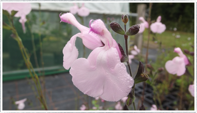 Salvia Naomy Tree