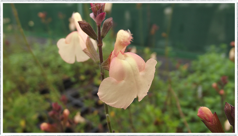 Salvia Peach Parfait