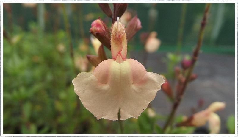 Salvia Peach Parfait