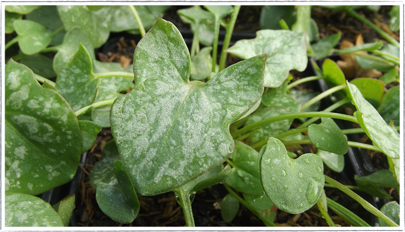 Sorrel Buckler leaf